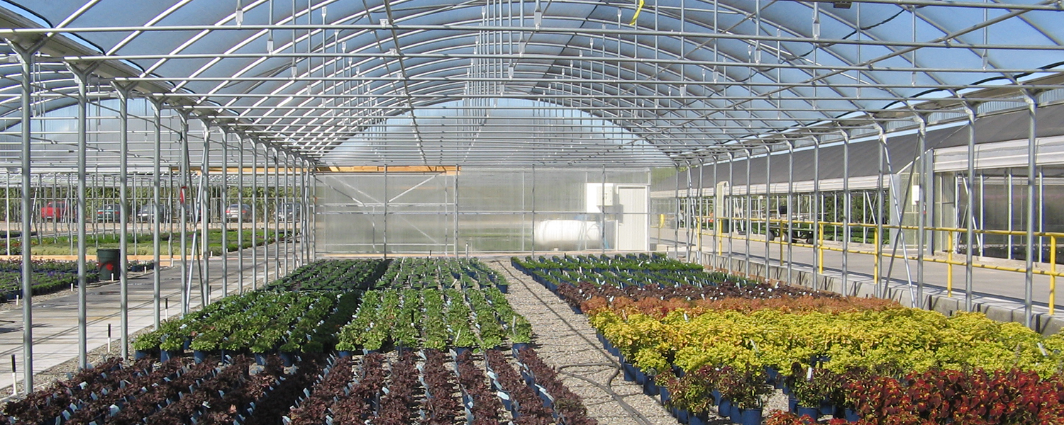 Rows of plants inside a partner greenhouse